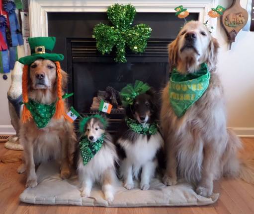 Pat Salvatoriello of Lafayette, N.J. submitted this photo of Lady Corcoran, Finnegan, Lucey and Dempsey showing off their Irish pride.