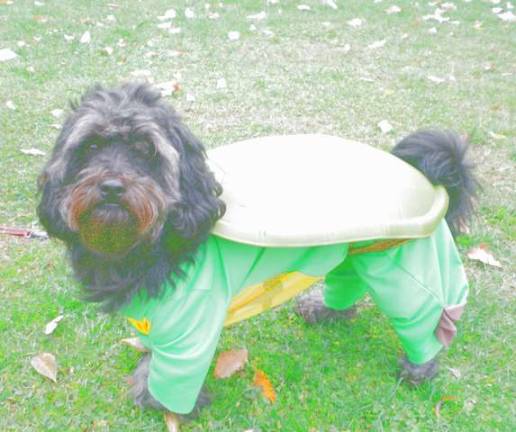 Submitted by Val Woortman of Lafayette &quot;Cubby an adopted shih tzu/ poodle from Camden dressed for Halloween as a teenage mutant ninja turtle.&quot;
