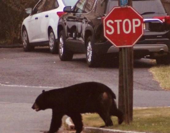 Community Survey: Local Bear Sightings Reader photo submitted by Jay Vogel.