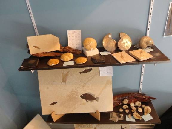 Sparta couple prepares for fossil and gem expo Photo by Scott Baker Fossils on display at Sparta's Earth Art Gallery.