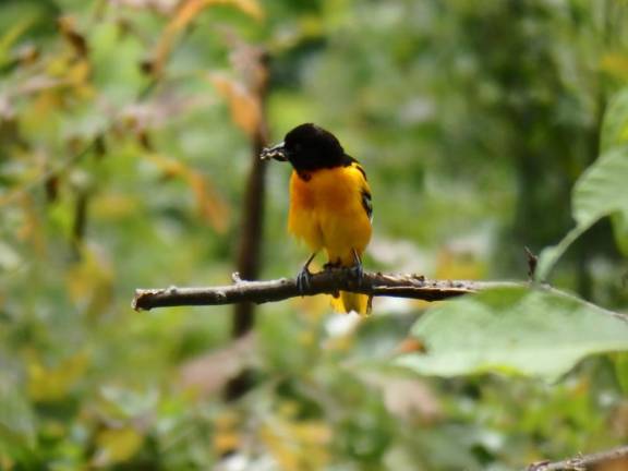 Sparta Mountain: Different perspectives, same objective? Baltimore Oriole on Sparta Mountain.