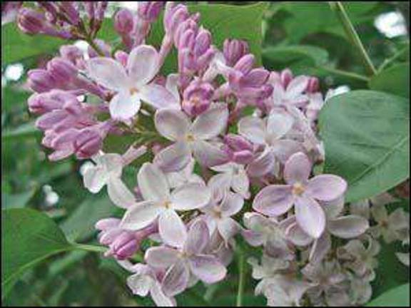 Lilac workshop offered at botanical garden Lilac workshop offered at botanical garden