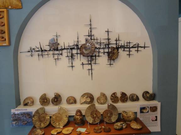 Sparta couple prepares for fossil and gem expo Photo by Scott Baker Ammonites for sale.