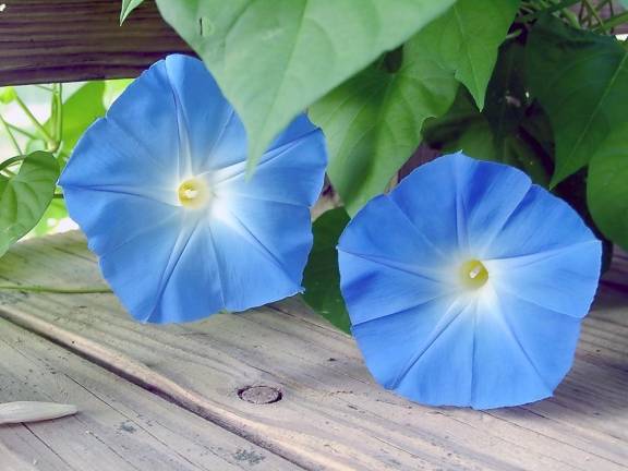 The Dorothy Henry Library is collecting seeds for distribution this spring. All types of seeds, like morning glory, are requested.