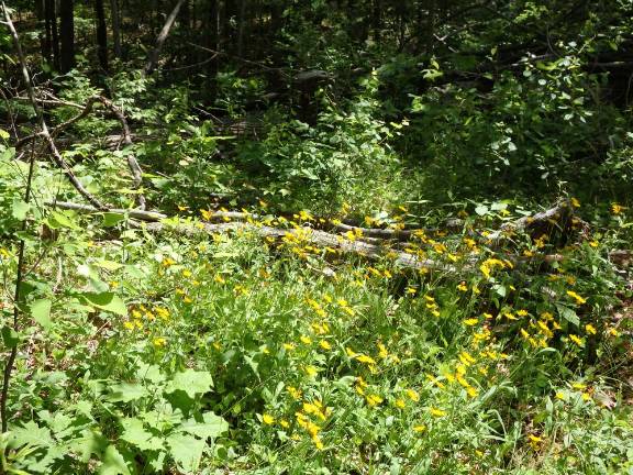 Sparta Mountain: Different perspectives, same objective? Flowers in young forestation on Sparta Mountain.