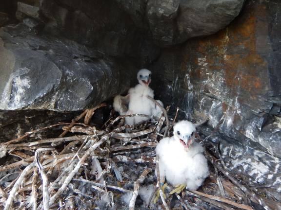 Two peregrine chicks returned to the nest after a health check and banding. (Photo provided)