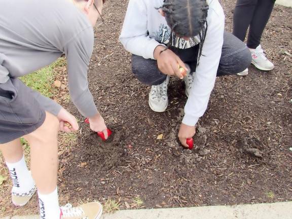 Wallkill Valley students plant 100 red tulips