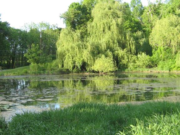 PHOTO BY JANET REDYKE Willow trees, tall grass and an active pond can be viewed as one enjoys ice cream treats at the Vernon Dairy Queen.