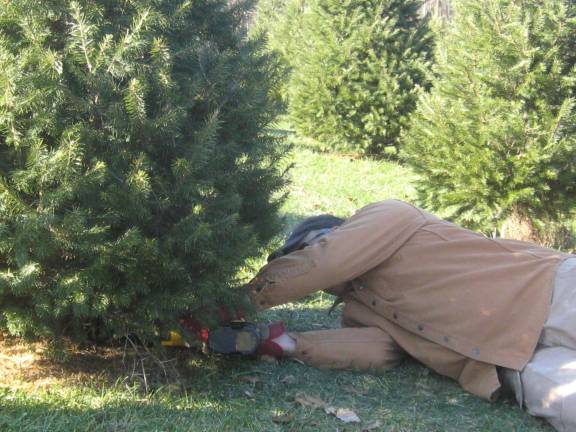 Dan Young cuts a Christmas tree for the Ball family.