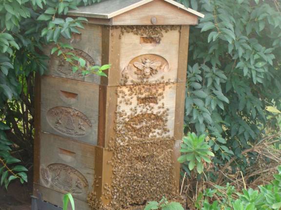 One of the hives shows a lot of activity.