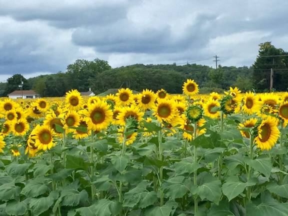 Sunflowers bloom at the entrance to Crystal Springs in Hamburg.