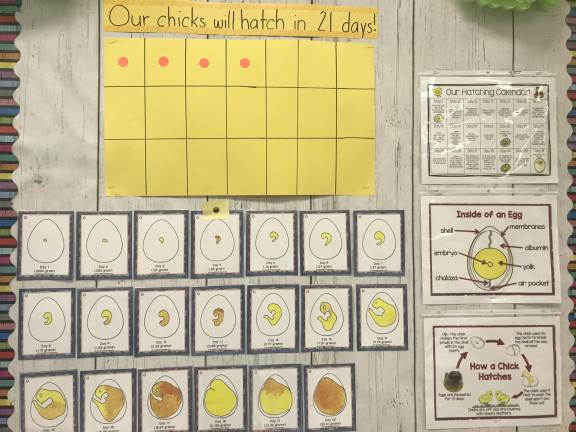 Warwick kindergarten classrooms hatch chicks from a local farmer. Photo by Aimee Urvater