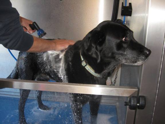 Doc the dog, owned by Jonathon Kuperus, seems to enjoy the wash.