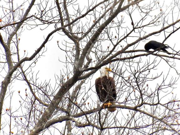 This photo, taken by Jimmy Winters and submitted by Alana Steib shows one of three eagles to recently visit the Lake Tamarack section of Stockholm.