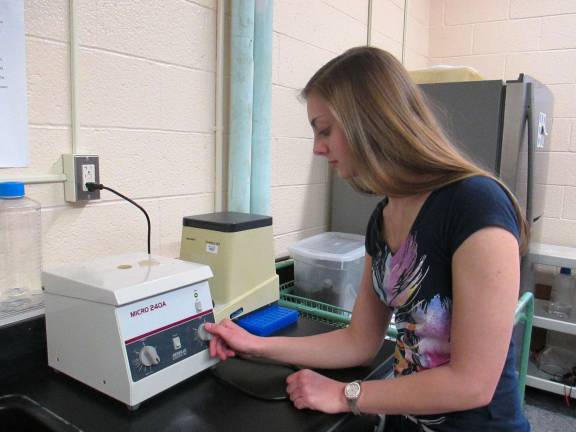 Photo by Viktoria-Leigh Wagner Senior Catherine Henckel, 18 of Sussex working on barcoding macroinvertebrates in Travaille's Advanced Science Research independent study class.