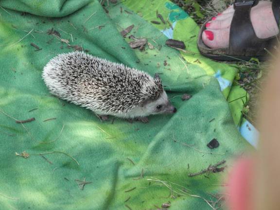 The day the snake came to the library A pygmy hedgehog also came along for the library visit.