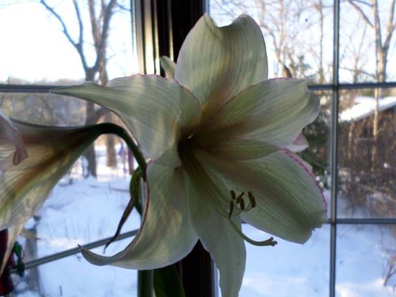 Reader Alana Steib of Stockholm showed a icture off an amarylis bulb she had gotten at last year's Springfest that has bloomed in her kitchen window. There is 18.5 inches of snow in the background.