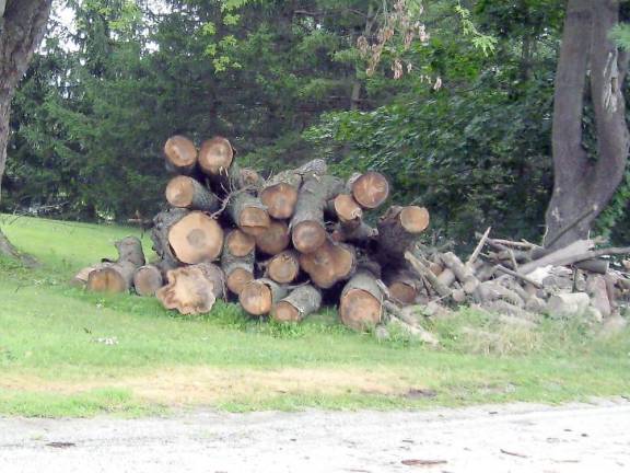 With many downed trees, locals could prepare for winter with loads of firewood. (Photo by Janet Redyke)