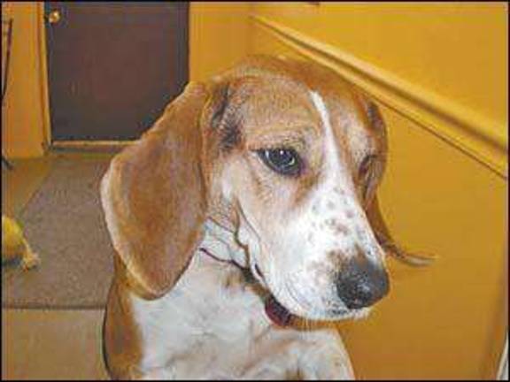 Dog and cat of the week Dog and cat of the week