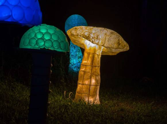 Photos Bryan Haeffele Giant mushrooms.