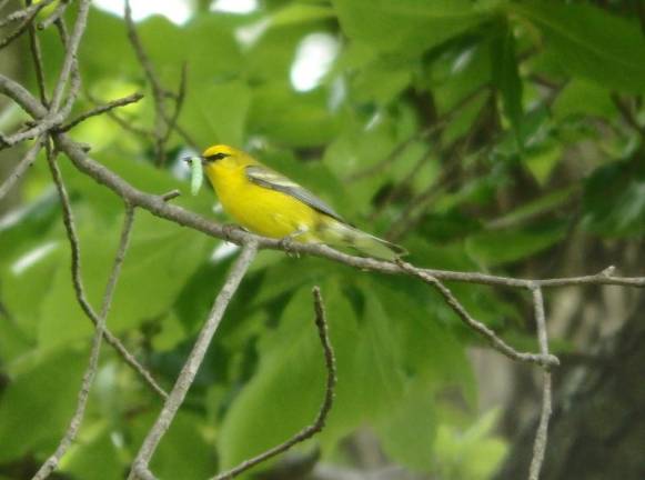 Sparta Mountain: Different perspectives, same objective? Blue Winged Warbler with caterpillar on Sparta Mountain.