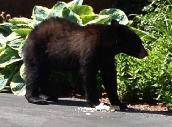 A black bear came out of Bonnie Matthews' garage after getting into a freezer and taking a package of hot dog rolls. Do you have a nature photo? If so, email it to editor.ann@strausnews.com.
