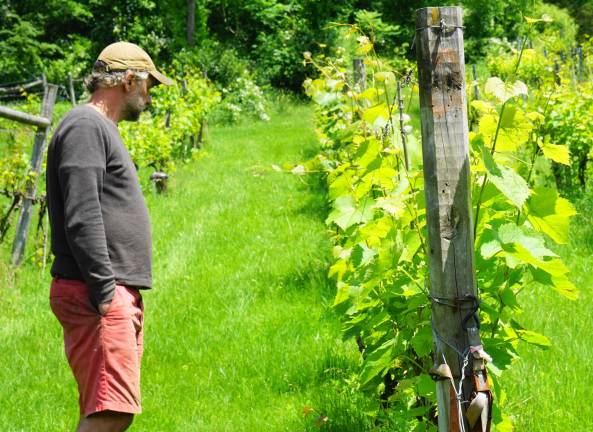 Local winery to celebrate 10th anniversary PHOTOS BY VERA OLINSKIWinemaker Anthony Ventimiglia stands in one of the family vineyards.