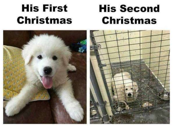A dog is for life, not just for Christmas