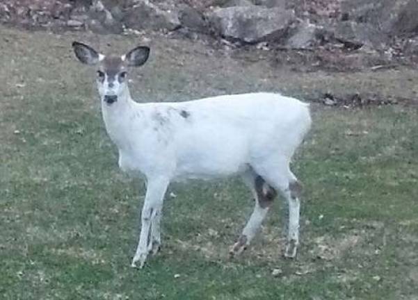 This photo sent in by reader Patty Venskus, shows a deer, nicknamed Casper, &quot;the Ghost of Glenwood&quot; was recently hit by a car near Sammis Road. The deer was seen anywhere from the Rolling Hills school to Someplace Special on Lounsberry Hollow Road.