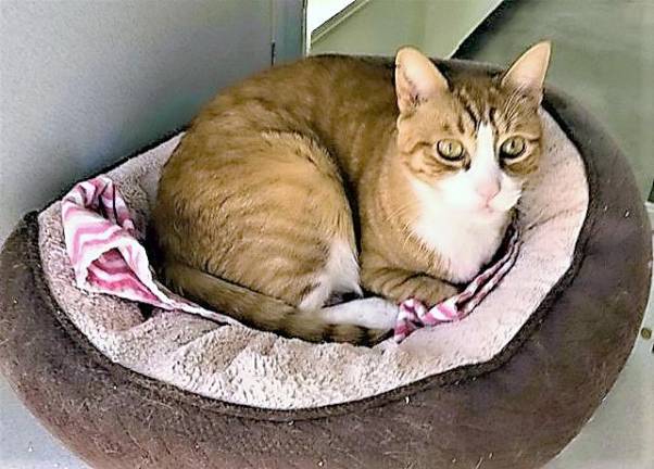 Space and Wirths bill allows for anonymously surrendering pets 'Reggie' is one of the many pets up for adoption at the West Milford Animal Shelter.