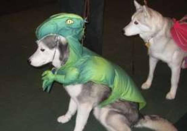 Submitted by Ruth Henningsen of Oak Ridge &quot;Nemo a Siberian Husky as a Dinosaur.&quot;