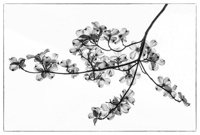 The 2019 winning entry: “Dogwoods” by Joy Schmitz