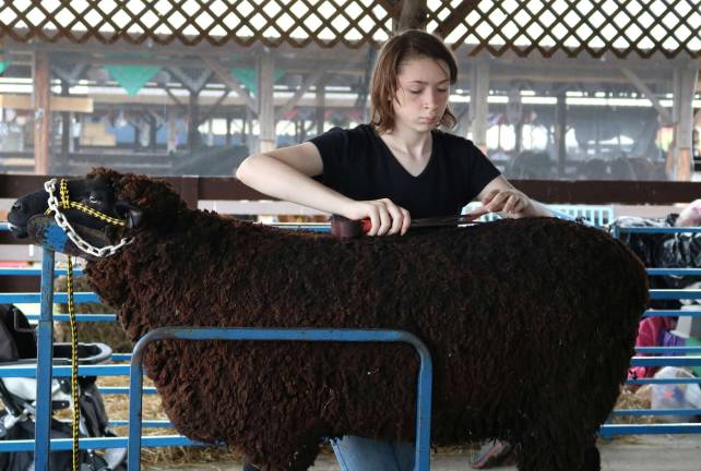Alexia Bohm, 14, of Milford NJ grooms her sheep in preparation for judging at the 2017 Sussex County fair.