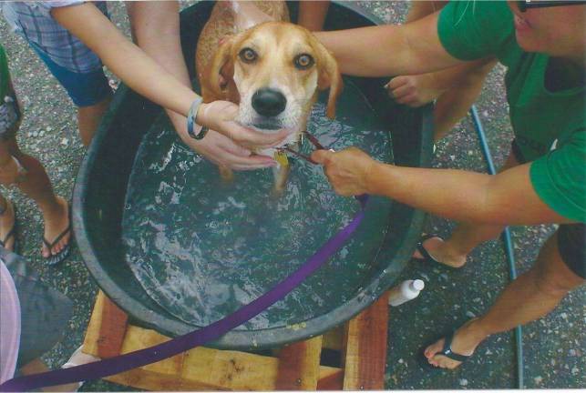 Dog wash to benefit Vernon dog park
