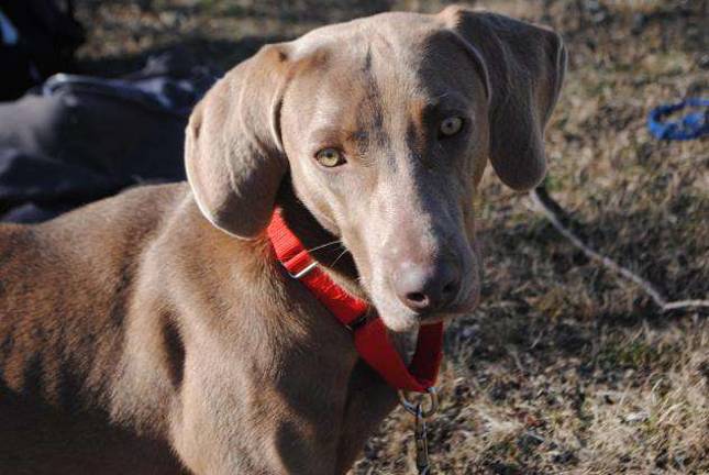 Father John's Animal House announces challenge grant Francis is a young Weimaraner available soon for adoption at Father John's Animal House.