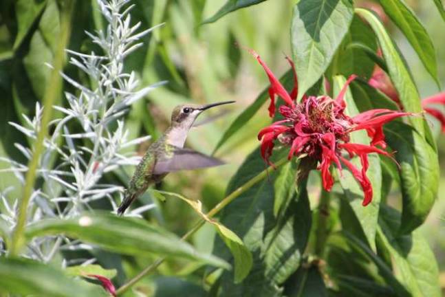 Hummingbird on lunch.