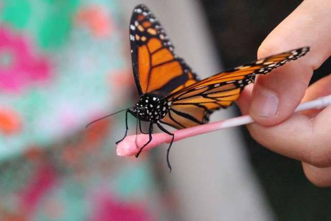 Smiles and fun at the fair Butterflies at the Butterfly Encounter Tent.