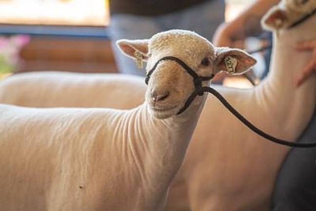 Hold your horses: There are hundreds of animals to see at the fair