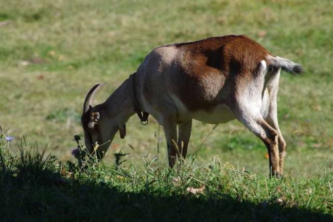 Photo by Chris wyman A goat grazes at High Breeze Farm.