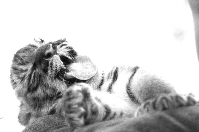 Space Farms welcomes Tiger cub Photos by Gale Miko Lily falls asleep as soon as her bottle hit empty.
