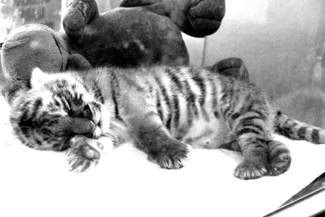 Space Farms welcomes Tiger cub Nap time in the crib for one week old Lily after her lunch feeding.