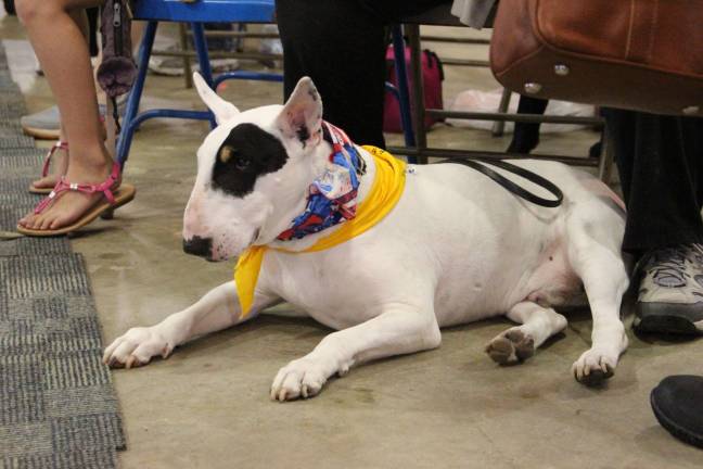 Furry friends fill Fairgrounds Teddy a bull terrier from Hamburg.