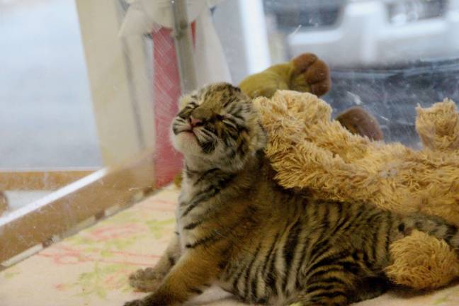 Space Farms welcomes Tiger cub Lily in her protected, warm bed area ready for her next feeding.