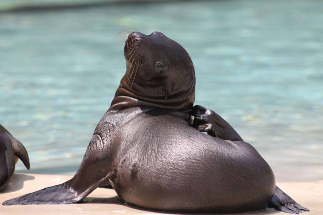 Six Flags Great Adventure welcomes first sea lion pup