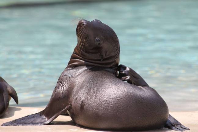 Six Flags Great Adventure welcomes first sea lion pup Six Flags Great Adventure welcomes first sea lion pup