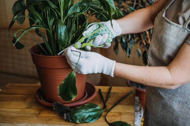 As spring nears, houseplants feel it too and can get unruly Female hands cutting Damaged Leaves from potted Spathiphyllum Sensation houseplant.