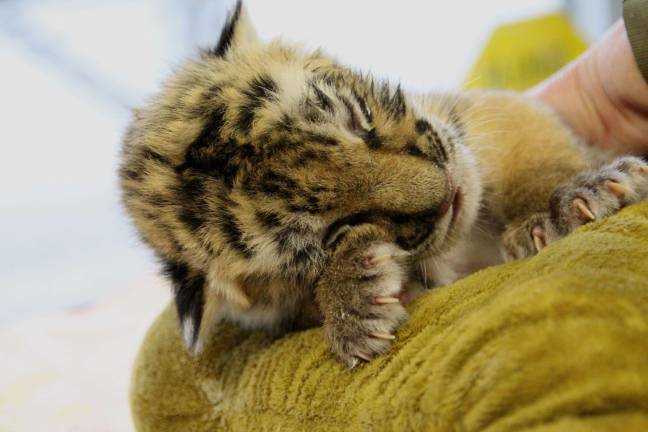 Space Farms welcomes Tiger cub Lily falls asleep soon as her bottle hit empty.