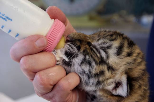 Space Farms welcomes Tiger cub One week old Lily gets hew lunch bottle of milk from Lori Space Day.