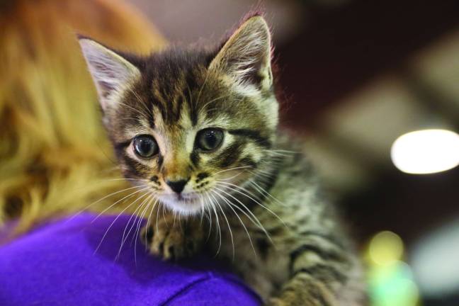 Six week old Kush is a Maine Coon kitten up for adoption at the Pet Expo.