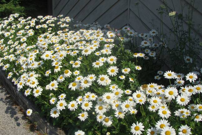 PHOTO BY JANET REDYKE Beautiful daisies are in full bloom outside the Highland Lakes Clubhouse.